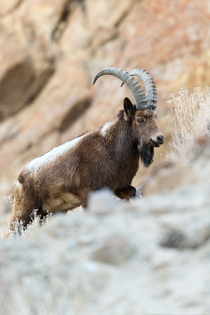 Himalayan Ibex in Ladakh India