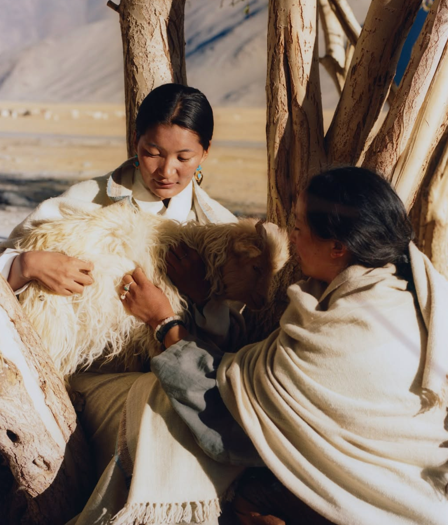 Lena Ladakh Interview: Handmade Pashmina from Changthang