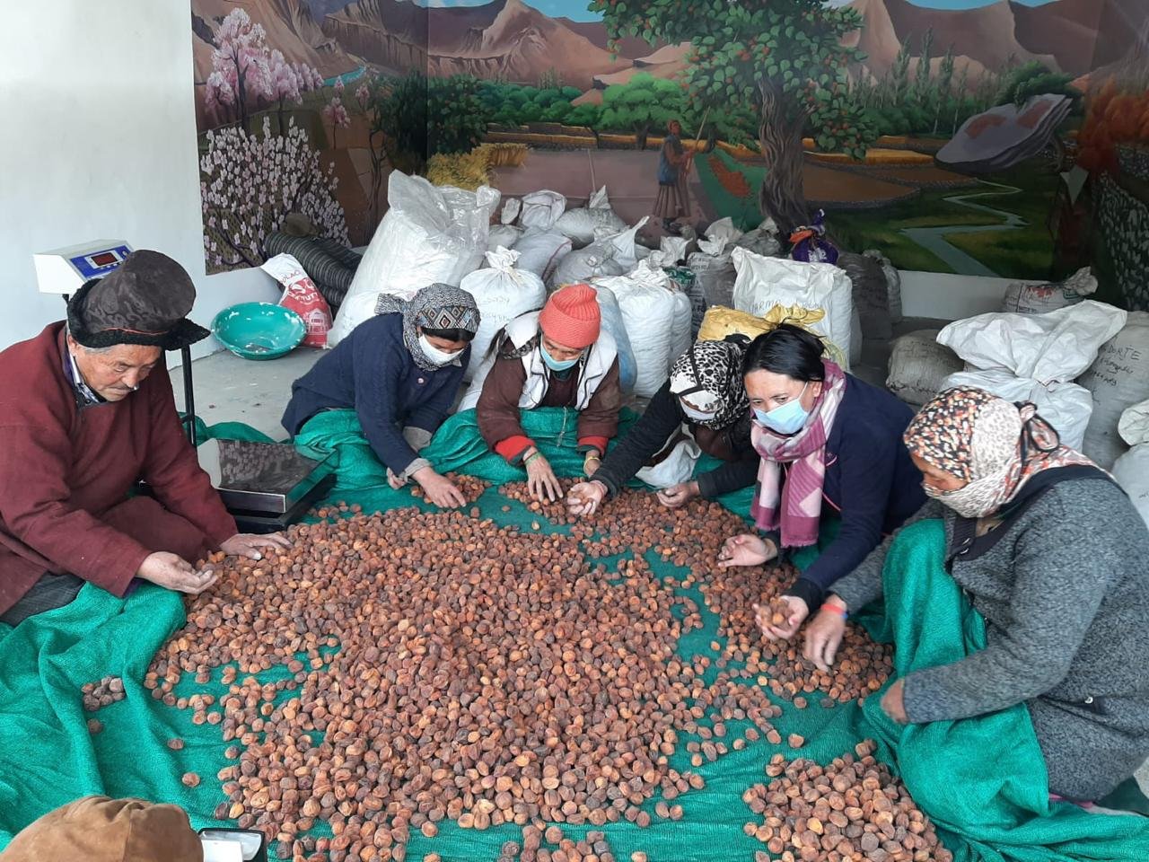 Local growers and collectors working with Ladakh Herbs